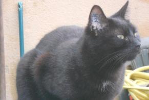 Disappearance alert Cat  Female , 12 years Gargas France