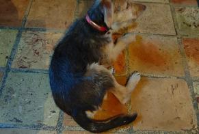 Discovery alert Dog Male Argenvilliers France