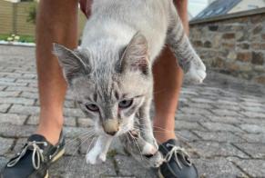 Discovery alert Cat Unknown Plouguerneau France