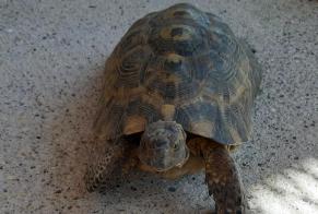 Discovery alert Tortoise Unknown Samatan France