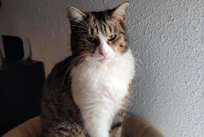 Disappearance alert Cat  Female , 4 years Wasselonne France
