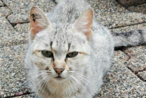 Discovery alert Cat Female Preignan France