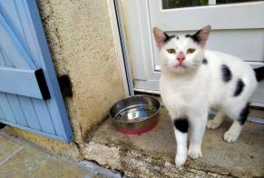 Discovery alert Cat miscegenation Male Chevrières France
