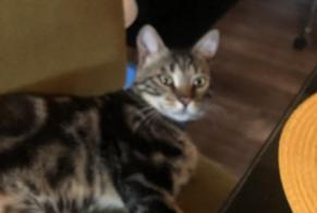 Disappearance alert Cat miscegenation Male , 1 years Nontron France