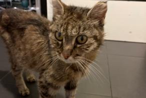 Discovery alert Cat  Female Lailly-en-Val France