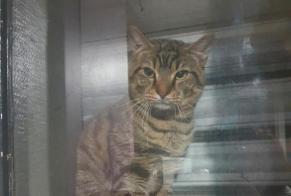 Discovery alert Cat Male Clermont-Ferrand France