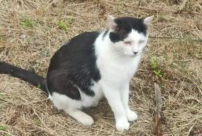 Disappearance alert Cat Male , 5 years Plérin France