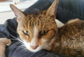 Discovery alert Cat  Female , 10 years Poissy France