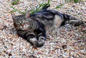 Disappearance alert Cat Female , 5 years Montpellier France