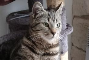 Disappearance alert Cat  Male , 1 years Ouézy France