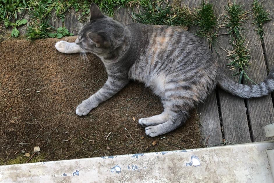 Disappearance alert Cat  Female , 3 years Sevran France