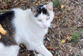 Discovery alert Cat Male , 3 years Le Mans France