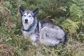 Disappearance alert Dog  Female , 5 years Grenoble France