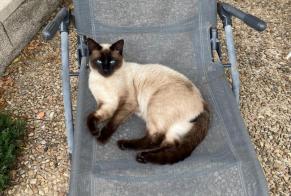 Disappearance alert Cat  Male , 1 years Brantôme en Périgord France