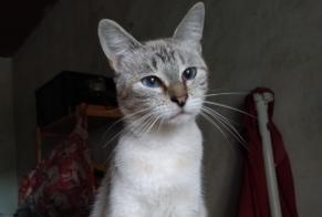 Discovery alert Cat miscegenation Female , 5 years Nontron France
