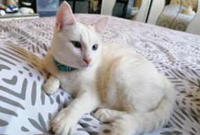 Disappearance alert Cat Male , 4 years Sallertaine France