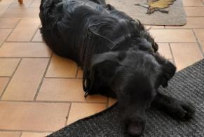 Discovery alert Dog miscegenation Male Lalinde France