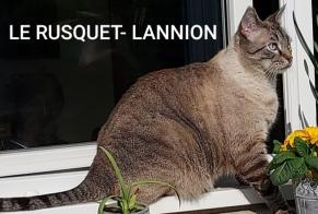 Disappearance alert Cat Male , 6 years Lannion France