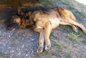 Discovery alert Dog miscegenation Male Cazaubon France