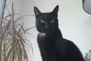 Disappearance alert Cat Male , 7 years Faches-Thumesnil France