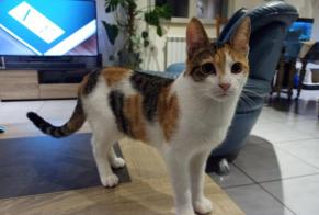 Disappearance alert Cat  Female , 1 years Montpellier France