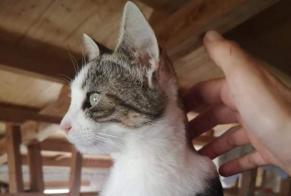 Disappearance alert Cat miscegenation Female , 2 years Val-de-Bonnieure France