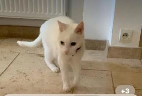 Disappearance alert Cat Male , 14 years Terville France