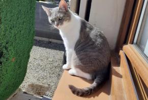 Disappearance alert Cat Female , 6 years Anizy-le-Grand France