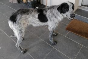 Discovery alert Dog miscegenation Male Montaud France