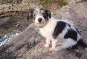 Disappearance alert Dog miscegenation Female , 4 years Paraza France