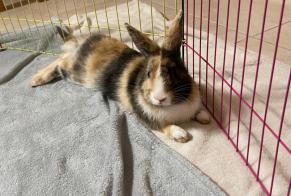 Discovery alert Rabbit Female Couloisy France