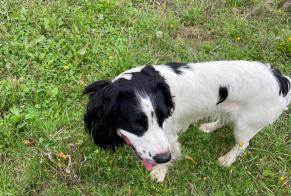 Discovery alert Dog miscegenation Male Sargé-sur-Braye France
