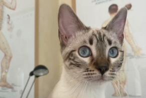 Disappearance alert Cat  Female , 0 years Peyrolles-en-Provence France