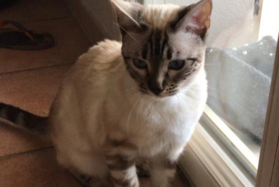 Disappearance alert Cat  Female , 2 years Peyrolles-en-Provence France