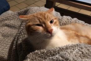 Disappearance alert Cat miscegenation Male , 1 years Saint-Léger-du-Bourg-Denis France