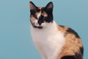 Disappearance alert Cat  Female , 2 years Riorges France