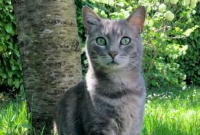 Disappearance alert Cat  Male , 7 years Gardanne France