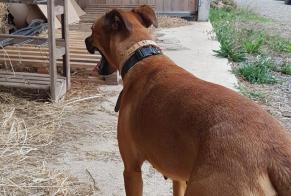 Discovery alert Dog miscegenation Female Lamballe-Armor France
