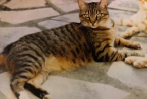 Disappearance alert Cat miscegenation Male , 17 years Saix France
