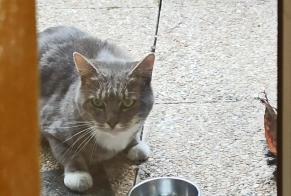 Discovery alert Cat Male Herblay-sur-Seine France