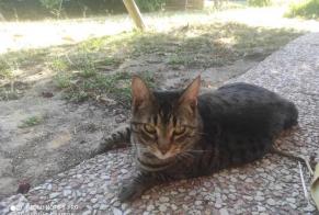 Disappearance alert Cat Female , 7 years Aubagne France