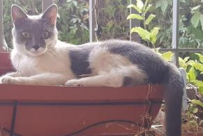 Disappearance alert Cat Female , 2 years Montaigu-de-Quercy France
