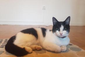 Disappearance alert Cat Female , 3 years Montaigu-de-Quercy France