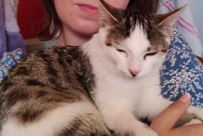 Disappearance alert Cat  Female , 0 years Amiens France