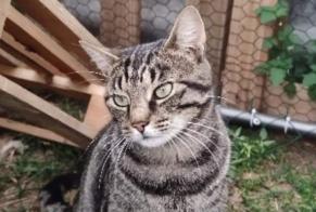 Disappearance alert Cat  Male , 4 years Le Bois-Hellain France