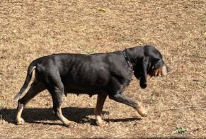 Discovery alert Dog Female Pouydesseaux France