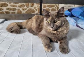 Disappearance alert Cat miscegenation Female , 1 years Nailhac France