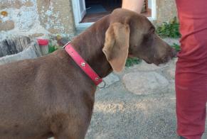 Discovery alert Dog Female Athis-Val-de-Rouvre France
