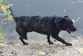 Discovery alert Dog miscegenation Female Kervignac France