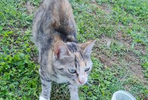 Discovery alert Cat Female Poncins France